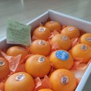 이글농장 | 제주천혜향 아빠는농부다 승환이네 농장 새콤달콤 고당도 천혜향