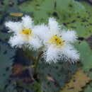 남생이못 이미지