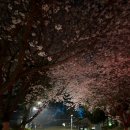 수봉공원 (인공폭포) | 인천 수봉공원 | 밤 산책하기 좋은 벚꽃 명소 개화 상황 주차 꿀팁