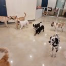 댕글벙글 이미지