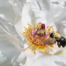 곤드레만드레 이미지