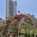 금강수변공원 숲바람장미원 | 보람동 장미, 금강수변공원 숲바람 장미원 현황 (2024.05.18.)