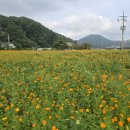 넝쿨장미집 | 거제 둔덕 숨은 명소 발견! 플라워카페 꽃섬집 옆 황화코스모스 밭(포도축제&amp;한우 축제 가는길)