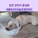 라파동물병원 | 강아지 중성화 수술 암컷 대형견 시기 후기 동탄 아인스동물병원