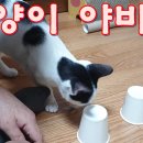 고양이 야바위 Playing games with cats 이미지