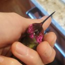 Saving Mr Junior (허밍버드)