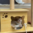 마이펫동물병원 이미지