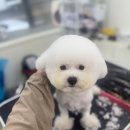 상아지네 이미지