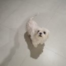 도그미용실 | [🐶배방애견미용실추천] 배방 도그홀릭 애견미용/호텔 이용 찐 후기｜본가 다녀오는길 안심하고 맡겼어요!