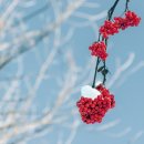 굴비한두름 이미지