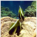 다섯 개의 섬 이미지