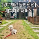 해피데이해피독