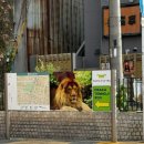 늑대와여우결혼정보 | 오사카 여행 2일차 🐼 덴노지 동물원 &amp; 교토 가츠규 &amp; 여우 신사 정복기!