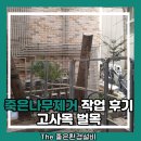 죽은나무제거 작업 후기 고사목 벌목