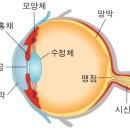 분당연세플러스안과