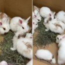 엄마토끼 아기토끼 이미지