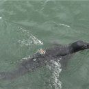 복돌이네 이미지