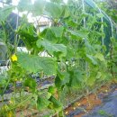 영곤농장 이미지