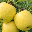 일심1로R 이미지