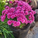 육군훈련소 정문 | 논산훈련소펜션 육군훈련소 정문과 가까운 은하수펜션