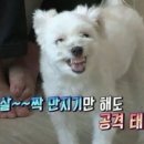 백프로카센타