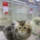 더끌린헤어 이미지