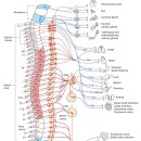 Re:Re:Anatomy, Autonomic Nervous System 이미지