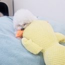 애견의 정원 네이버블로그