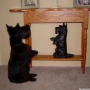 거울보는 강아지 이미지