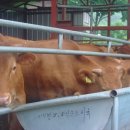 횡성한우 이미지