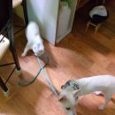 멍멍아 산책가자 이미지