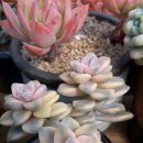 살구미농장 이미지