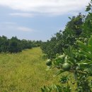 준이네농장 이미지