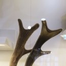 현대사슴농장 이미지