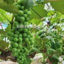 흥부골농원 이미지