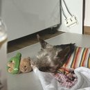 털뭉탱이 이미지