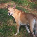 딩고 이미지