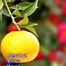 선비마음 사군자 이미지