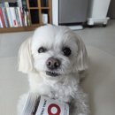 행운소프트 | 제로트릿 한우 순수 생육 강아지 저칼로리 간식 소프트 트릿 추천