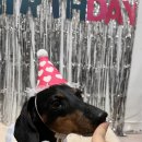 댕스기빙데이 이미지