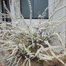 봄의언덕 | 🌸 대구 청라언덕 봄나들이 후기｜반월당에서 걷기 좋은 벚꽃 명소