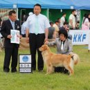 (축전) 울산 KKF & FCI 인터내셔날 국제도그쇼 후기^^* 이미지