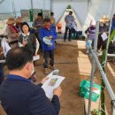 함덕, 수형 이미지