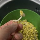 소소한 행복 초록일기 | 7일의 행복, 집에서 키워 더 고소한 ‘무농약 콩나물’ 재배 일기 🌱