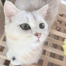 대전고양이분양 루나캣 이미지