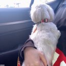 인생멍컷 이미지