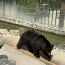 아기곰맘마 이미지