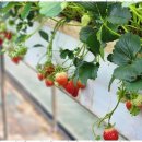 연세대태권도 이미지