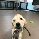 놀다가개유치원 이미지