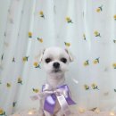 개나리 멍멍 이미지